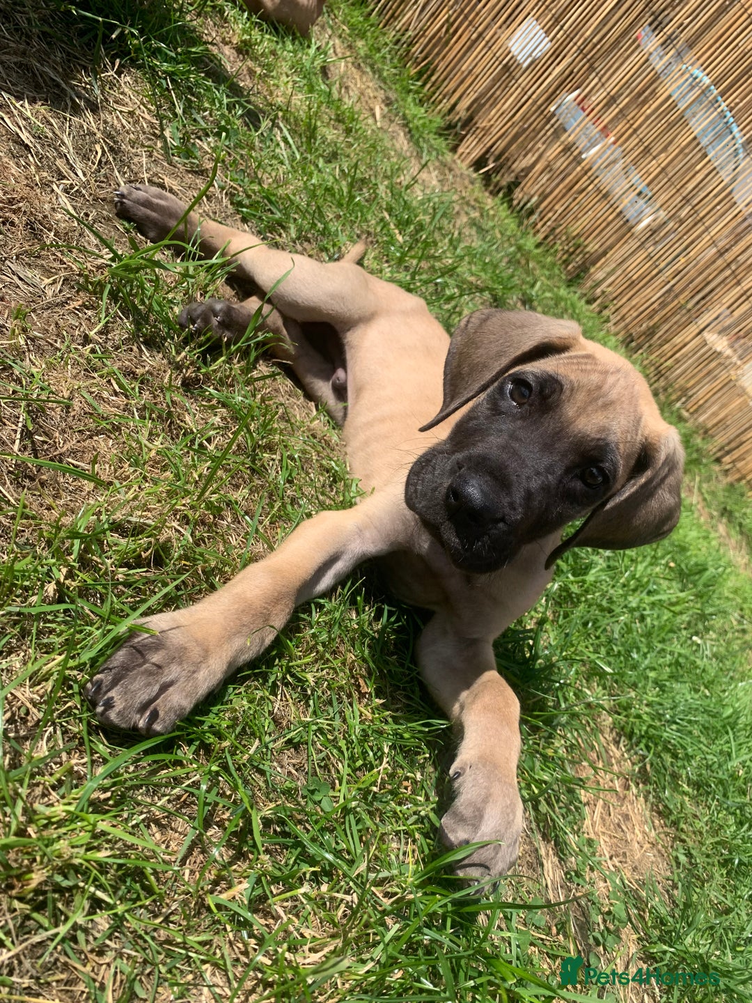 Great Dane dogs for sale: Only 3 left - Pedigree Great Dane Puppies in Dumfries - Image 5