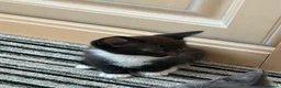 Mixed Breed cats for sale: Beautiful Black Girl - Advert 3