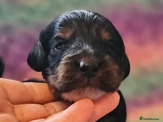 Cockapoo dogs Licensed breeder Show cockapoo litter! BOYS ONLY - Advert 15