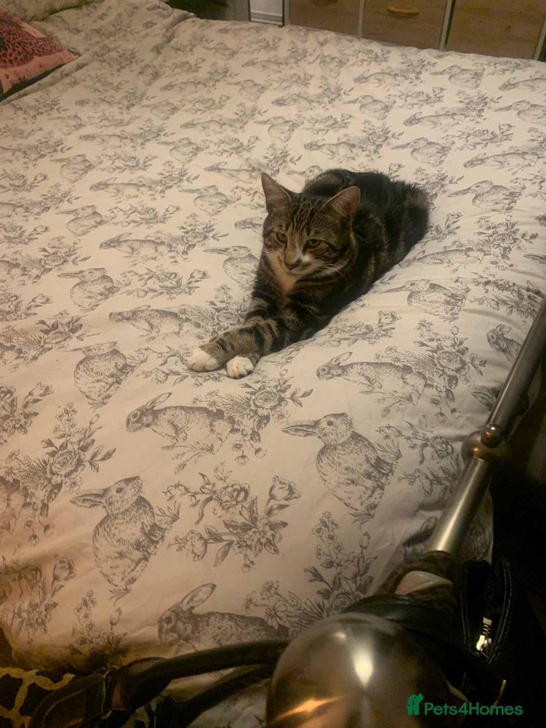 Bengal cats for sale: Gorgeous Tabby / Bengal Cat - Super Friendly  - Image 2