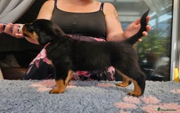 Rottweiler dogs for sale: Superb litter of dual purpose Rottweiler puppies. - Image 13