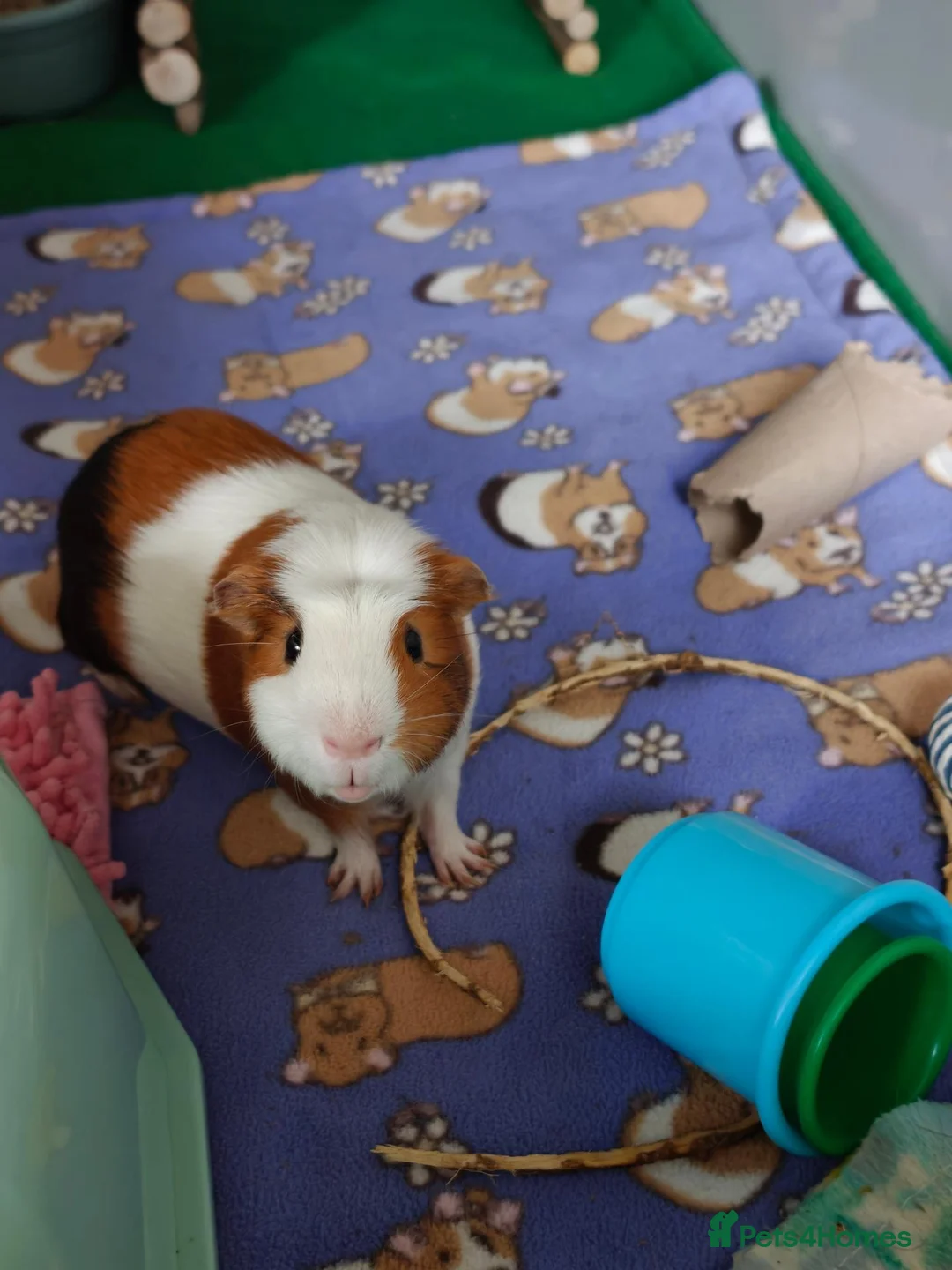 Guinea Pig rodents for sale: Male guinea pig  - Advert 6