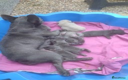 French Bulldog dogs for sale: 3 Girls - 2 Boys Frencbulldog Puppies - Image 15