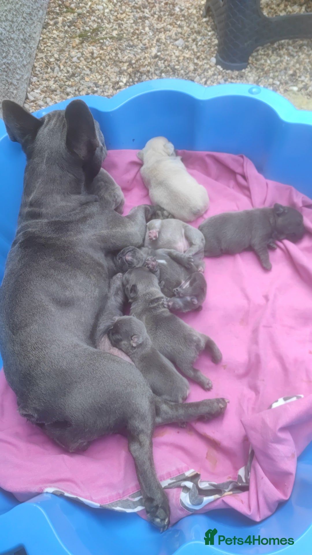 French Bulldog dogs for sale: 3 Girls - 2 Boys Frencbulldog Puppies - Image 15