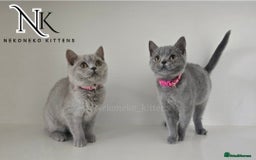 British Shorthair cats for sale: GCCF SHOW QUALITY BSH 👌 🥰🥰 - Image 4