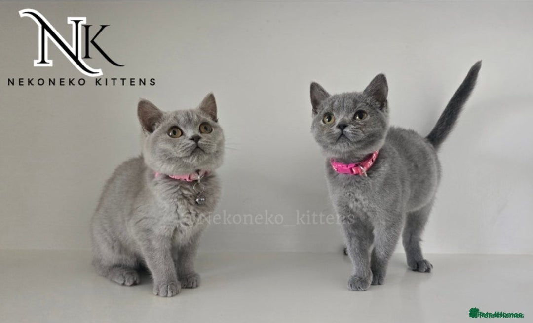 British Shorthair cats for sale: GCCF SHOW QUALITY BSH 👌 🥰🥰 - Image 4