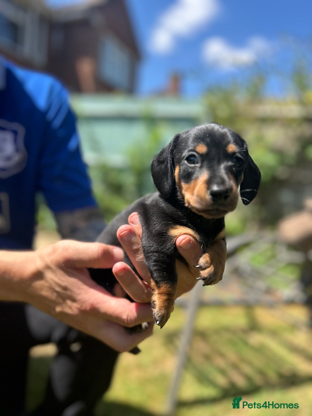 Miniature Dachshund dogs for sale: Miniature Dachshund Pups  in Banbury - Image 24