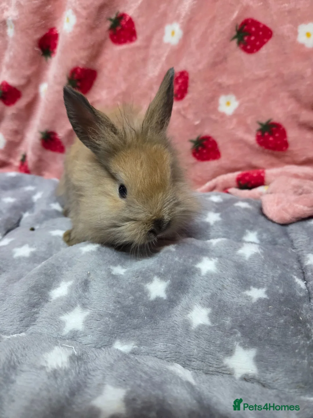 Lionhead rabbits for sale: Tame fluffy lion heads bunnies 8weeks ready now - Advert 9