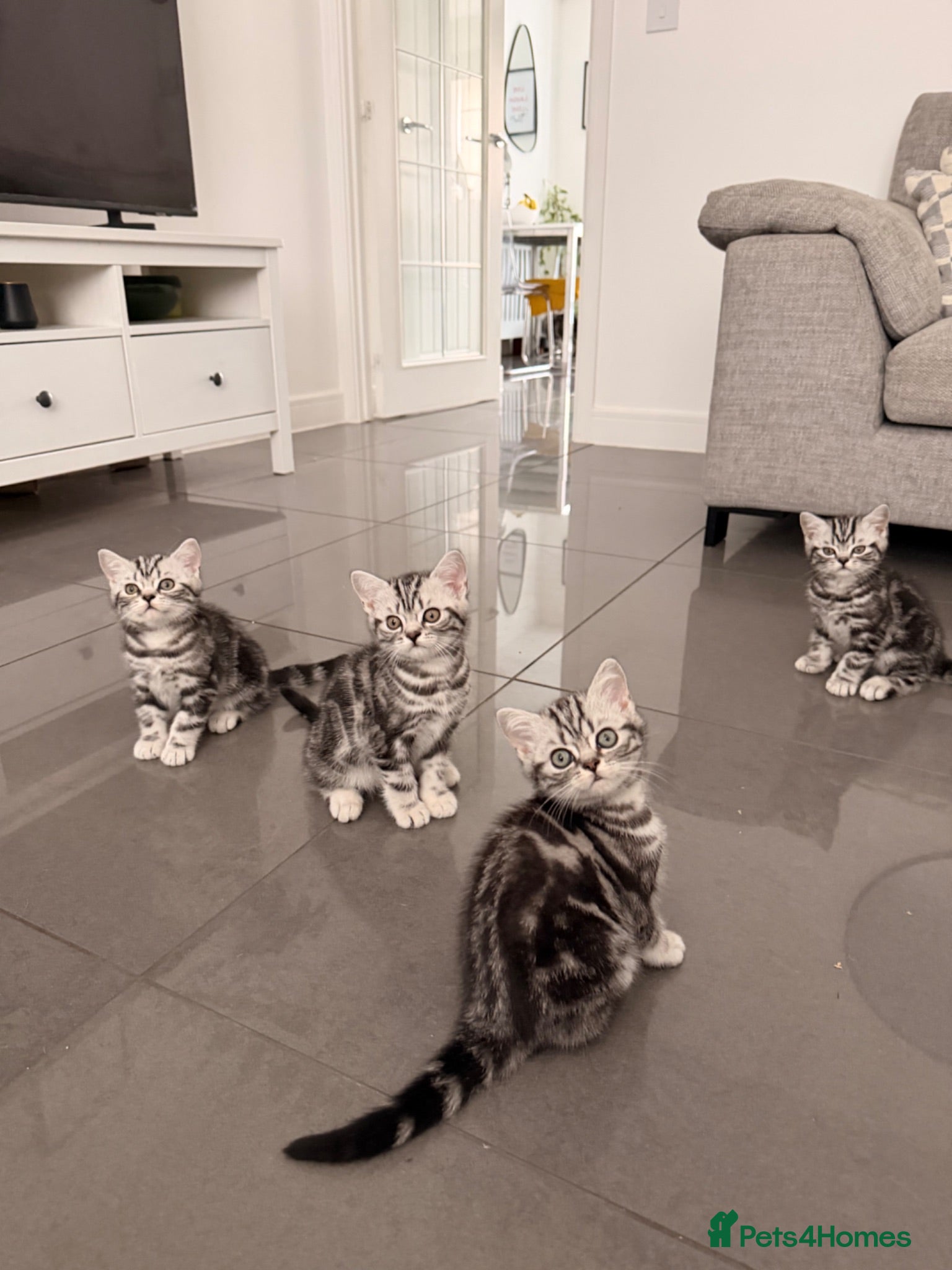 British Shorthair cats Silver Tabby British Shorthair  - Advert 1