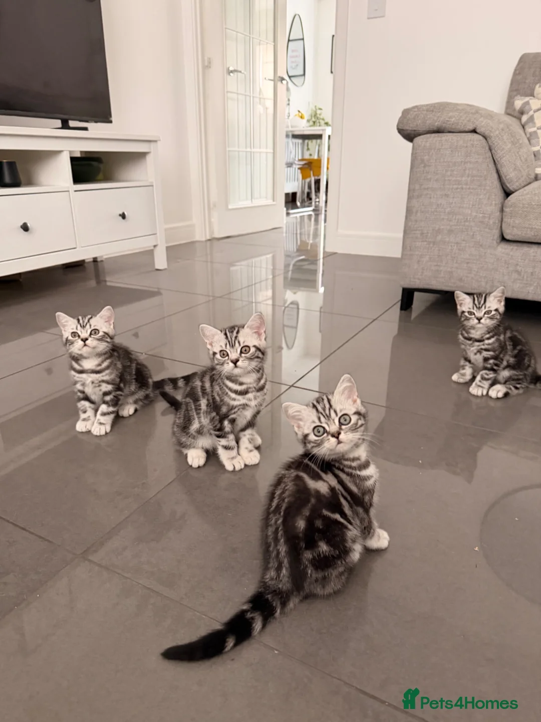 British Shorthair cats for sale: Silver Tabby British Shorthair  - Advert 1