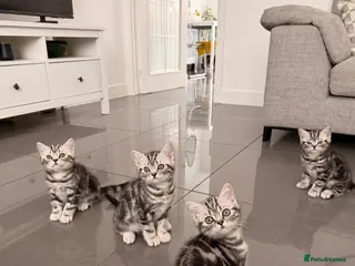 British Shorthair cats Silver Tabby British Shorthair - Advert 1