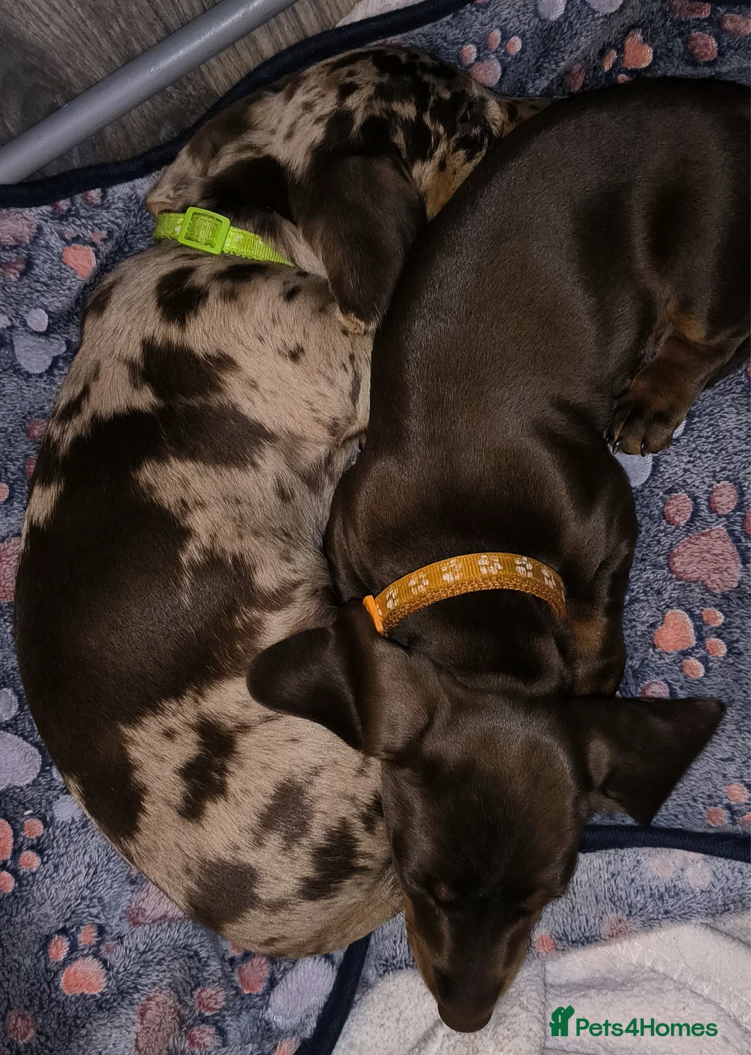 Miniature Dachshund dogs for sale: Adorable mini dachshunds - Advert 2