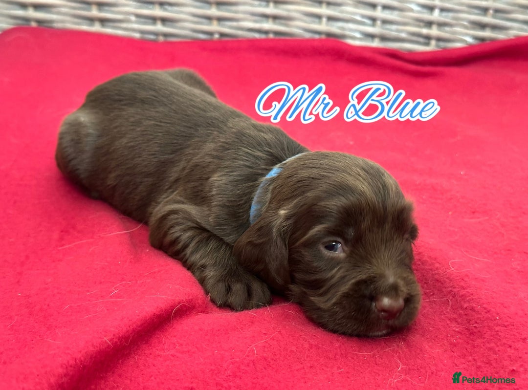 Sprocker dogs for sale: ⭐️Fully Health Tested F1 Sprocker Spaniel Puppies - Advert 3