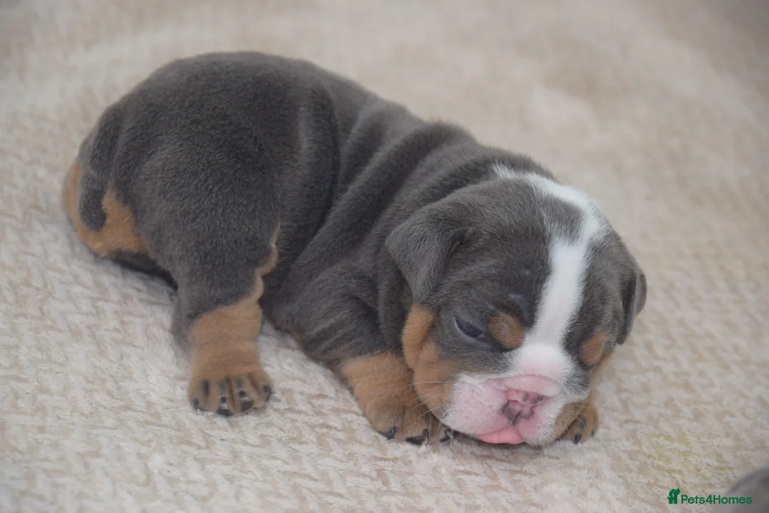 English Bulldog dogs for sale: 5 ⭐️ English Bulldogs  - Advert 2