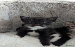 Mixed Breed cats for sale: Beautiful kittens.  - Image 5