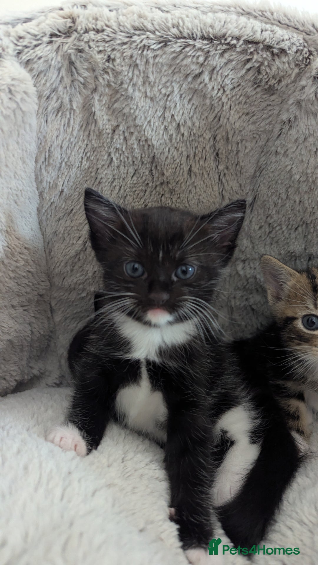 Mixed Breed cats for sale: Beautiful kittens.  - Image 5