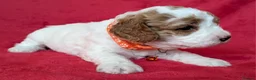 Cavapoo dogs for sale: Adorable Cavapoo Puppies From Licensed Breeder - Advert 23