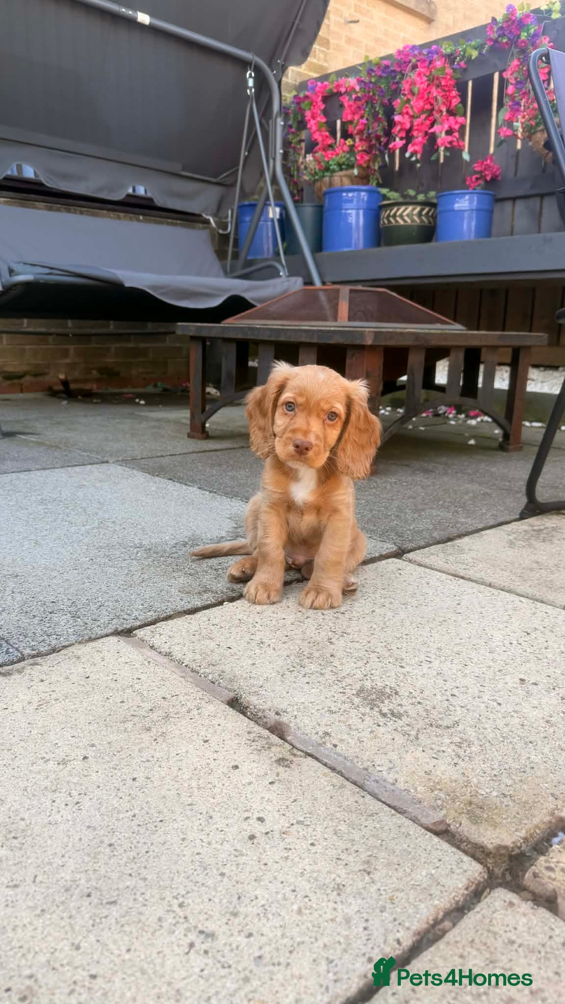 Cockapoo dogs Two gorgeous boys looking for their forever homes - Advert 8