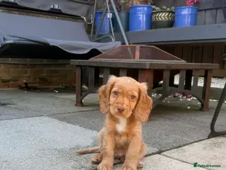 Cockapoo dogs Two gorgeous boys looking for their forever homes - Advert 8