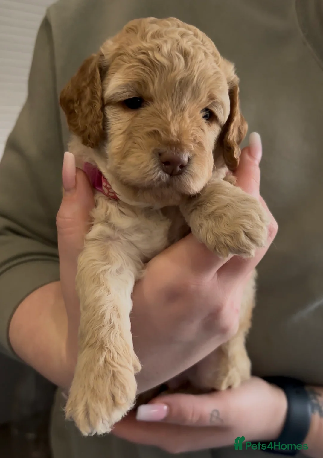 Cockapoo dogs for sale: 8 beautiful puppies - Advert 8