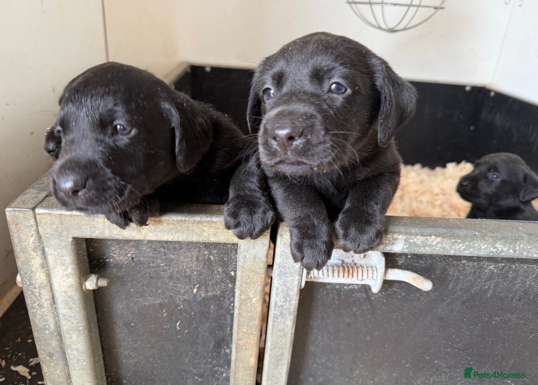 Labrador Retriever dogs for sale: KC reg. Health clear. Labrador puppies  - Advert 2