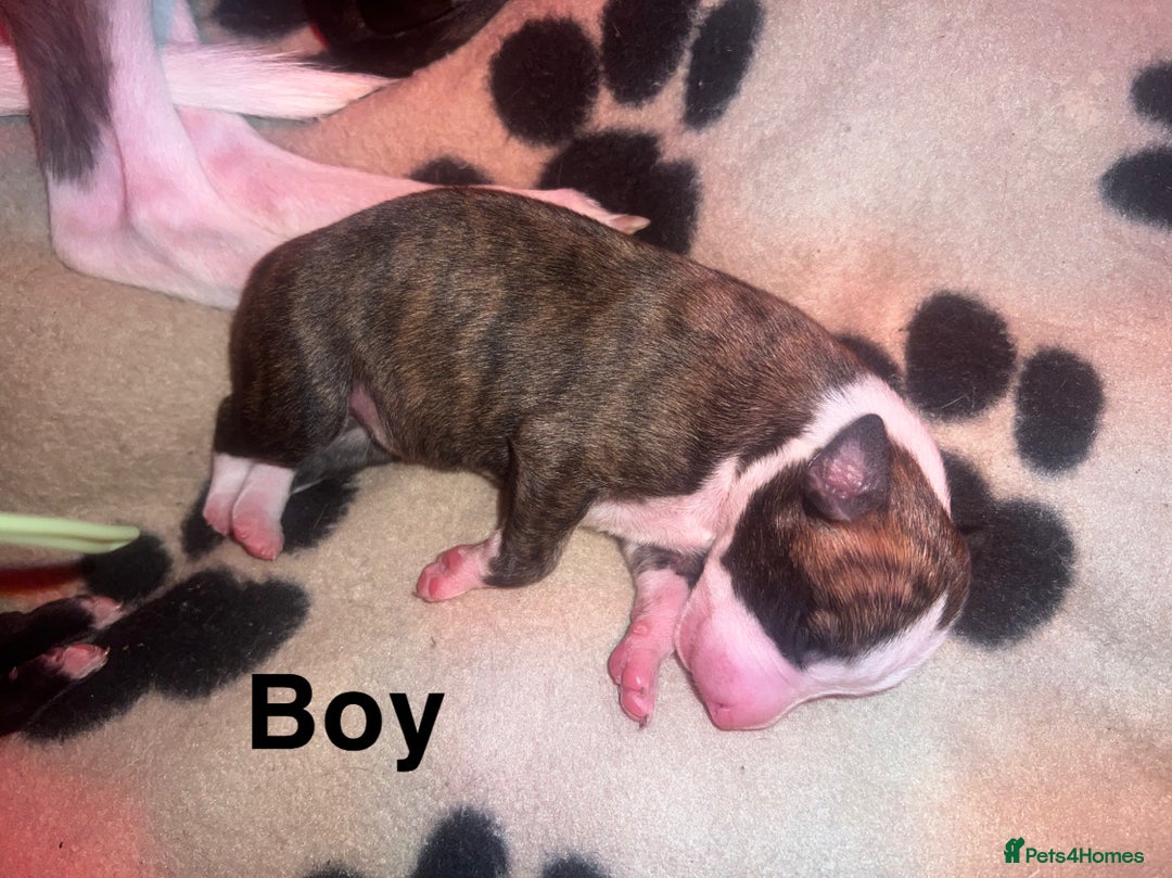 Whippet dogs for sale: Whippet Pups For Sale - Image 5