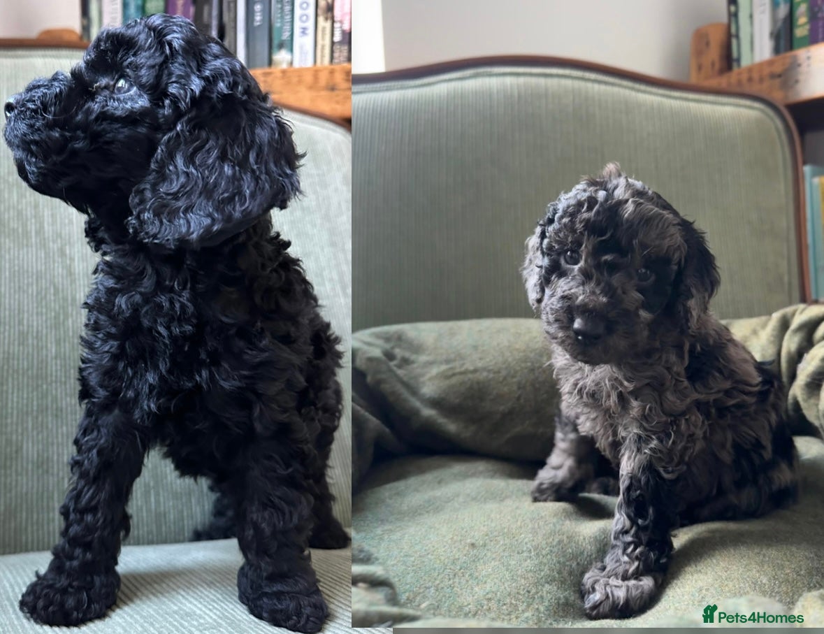 Miniature Poodle dogs LAST TWO Miniature Merle and BlackPoodles - Advert 15