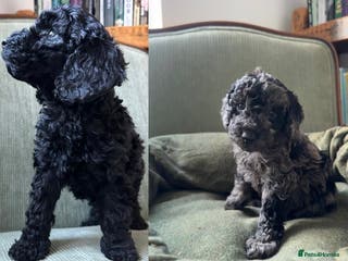 Miniature Poodle dogs LAST TWO Miniature Merle and BlackPoodles - Advert 15