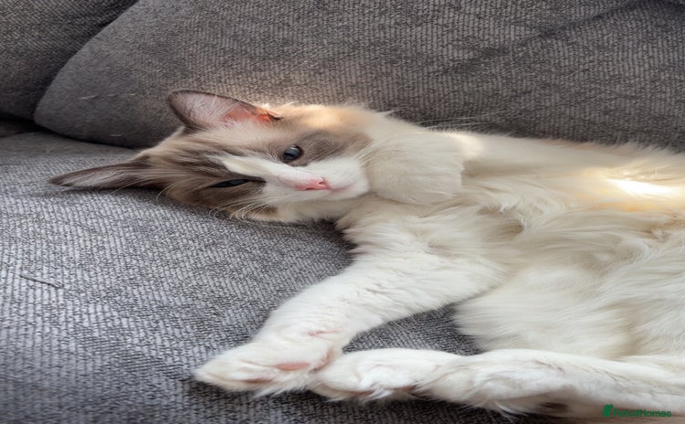 Ragdoll cats for sale - Advert 4
