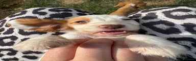 Jasper 