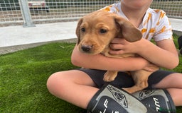Cockerdor dogs for sale: Cockerdor puppies  - Image 9