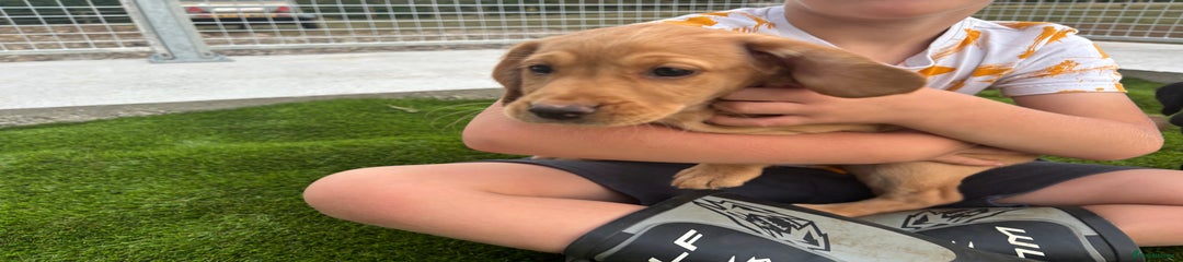 Cockerdor Puppy 2