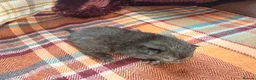 Mixed Breed cats for sale: Beautiful British Shorthaired Cross Kittens - Advert 2