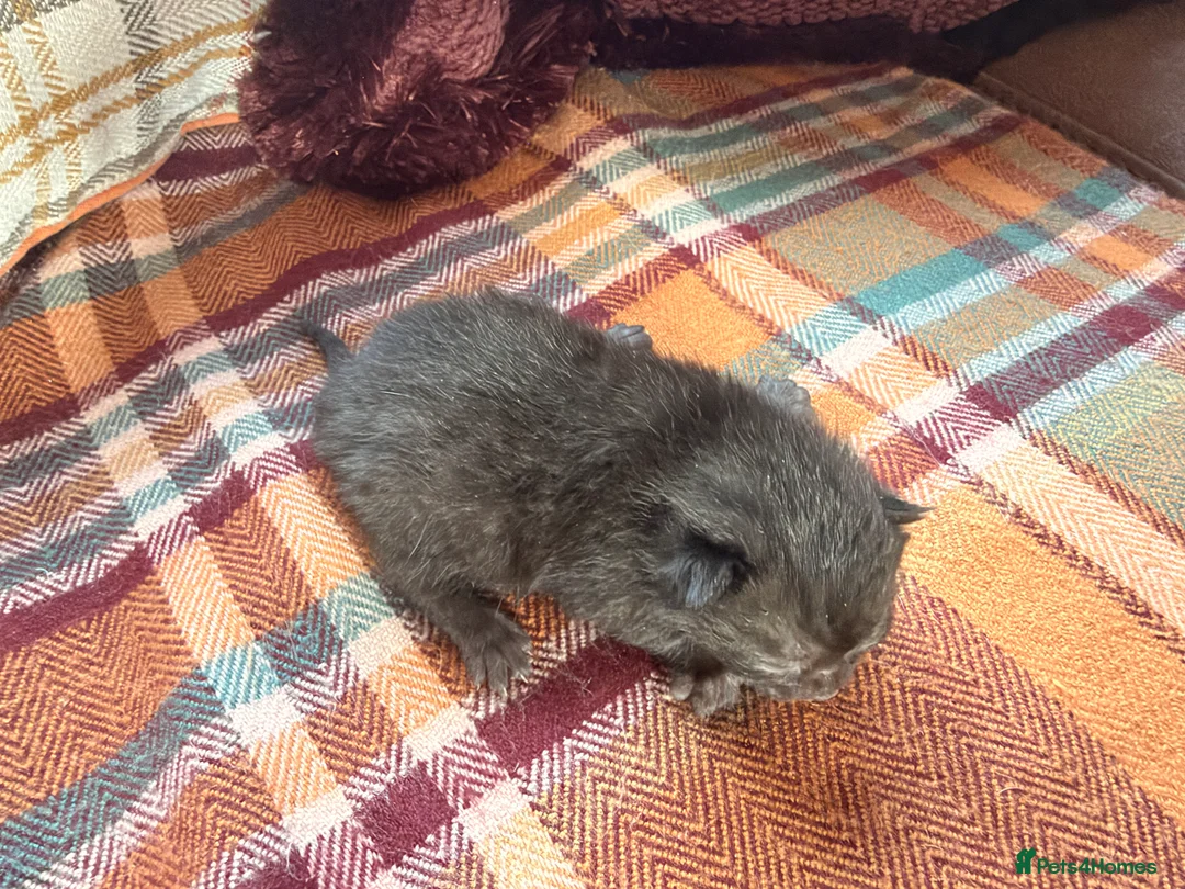 Mixed Breed cats for sale: Beautiful British Shorthaired Cross Kittens - Advert 2
