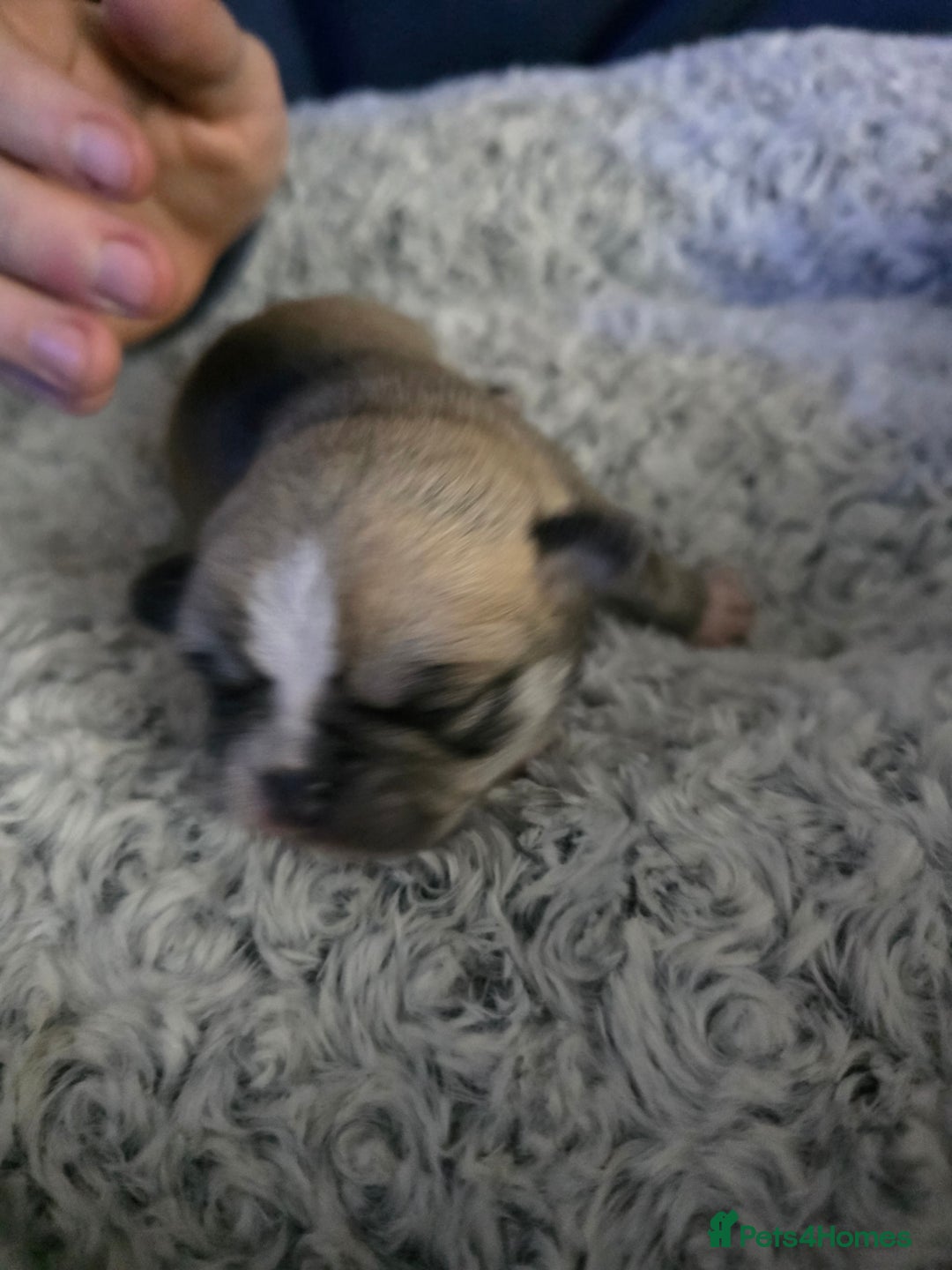 Pug dogs for sale: Kc registered rare colours  - Advert 18