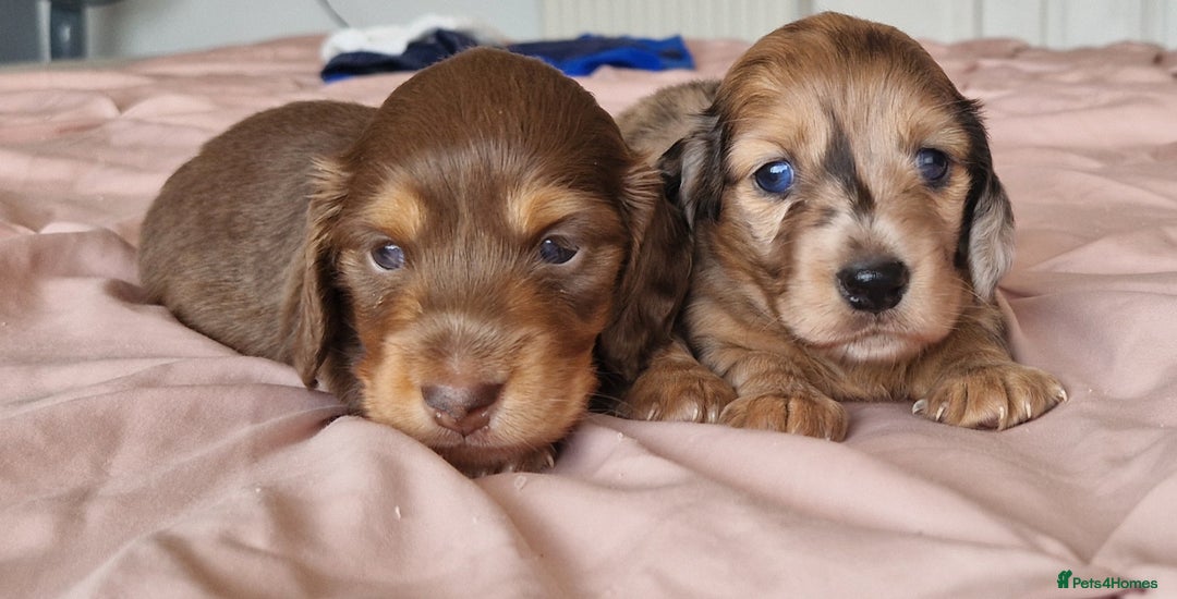 Miniature Dachshund dogs for sale: Long hair minature dachshunds - Image 2