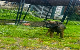Jack Russell dogs for sale: Black Brindle Jack Russell. Price reduced !  - Image 3