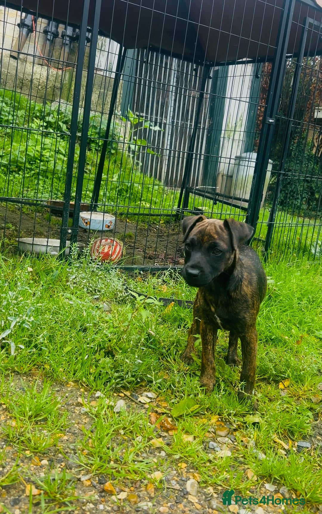Jack Russell dogs for sale: Black Brindle Jack Russell. Price reduced !  - Image 3