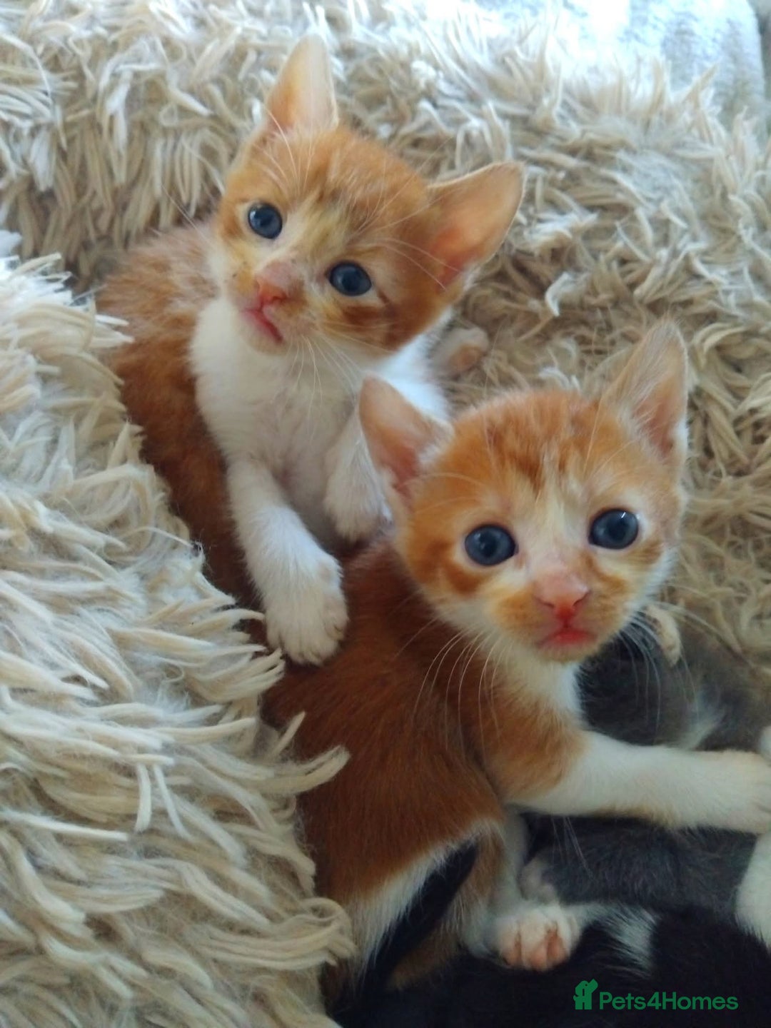 Mixed Breed cats for sale: 7 beautiful male kittens - Image 7