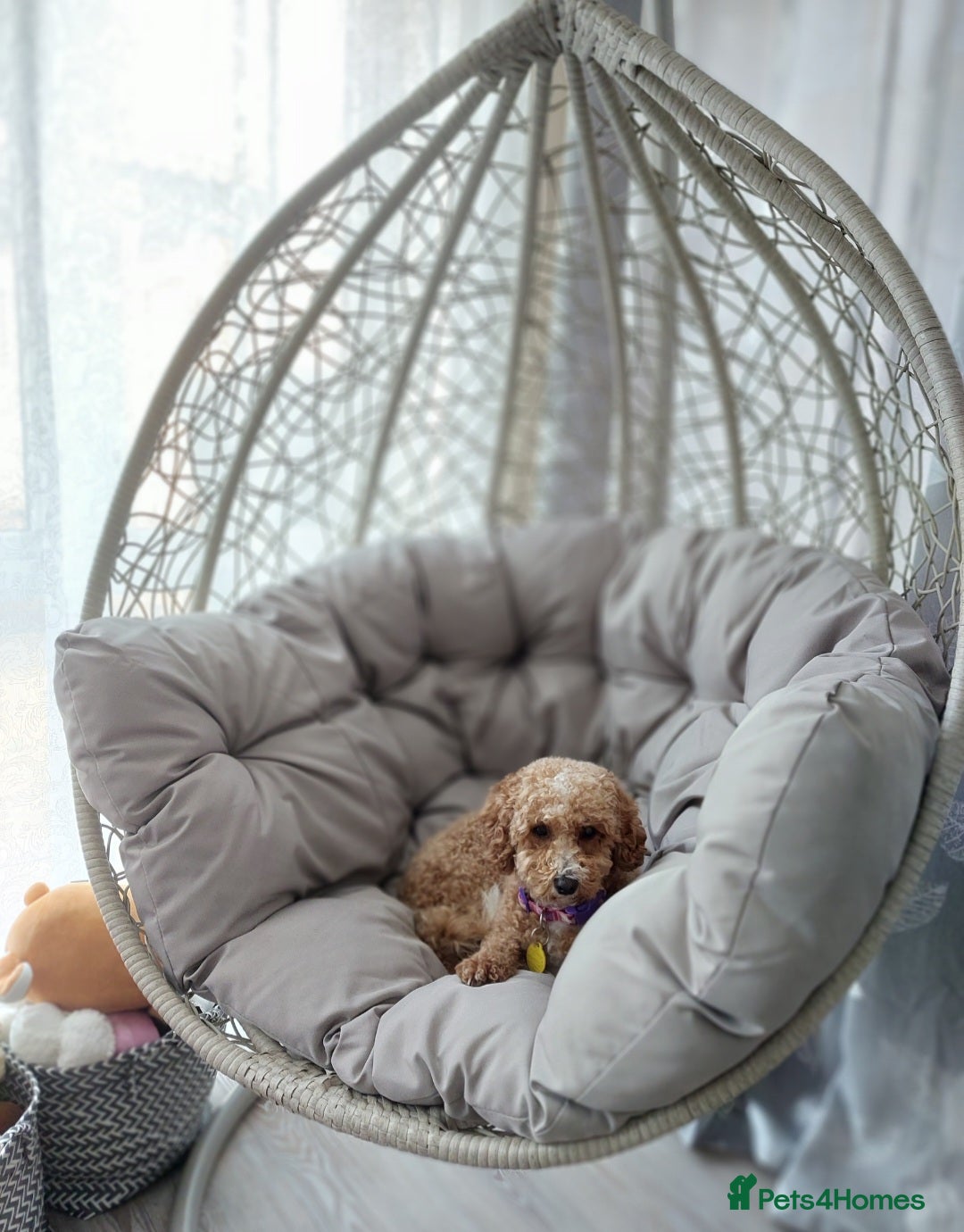 Cavachon dogs for sale: Cavapoochon Puppies Ready 19th September - Image 12