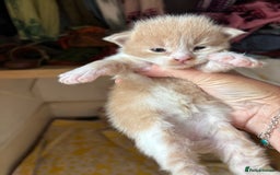 Maine Coon cats for sale: Beautiful Maine Coon X kittens - Image 10