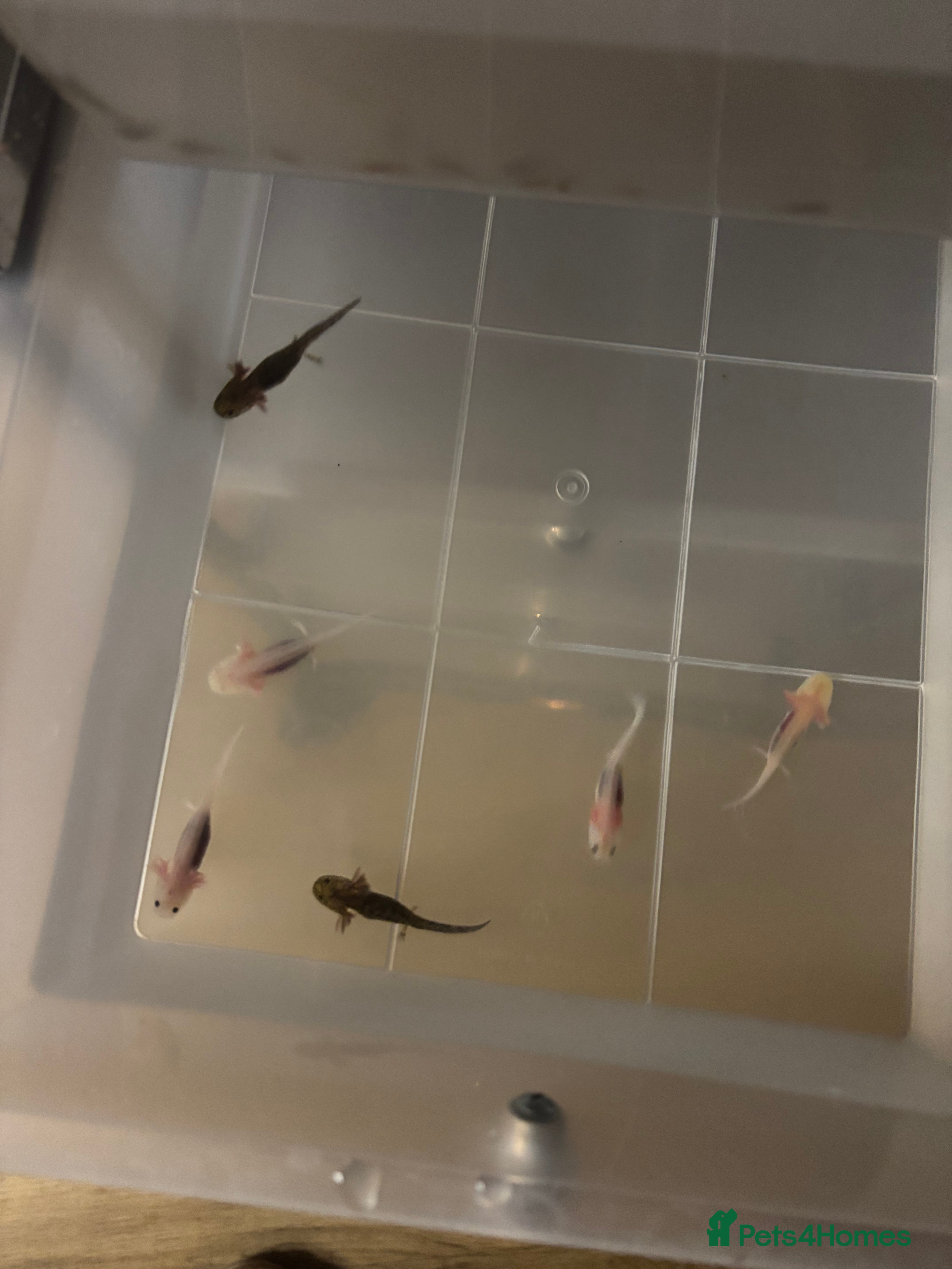 Axolotl reptiles Baby axolotls for sale - Advert 4