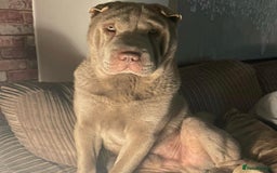 Shar Pei dogs for stud: EXPERIENCED LICAC DILUTE STUD **WELL PROVEN** in Wetherby - Image 9