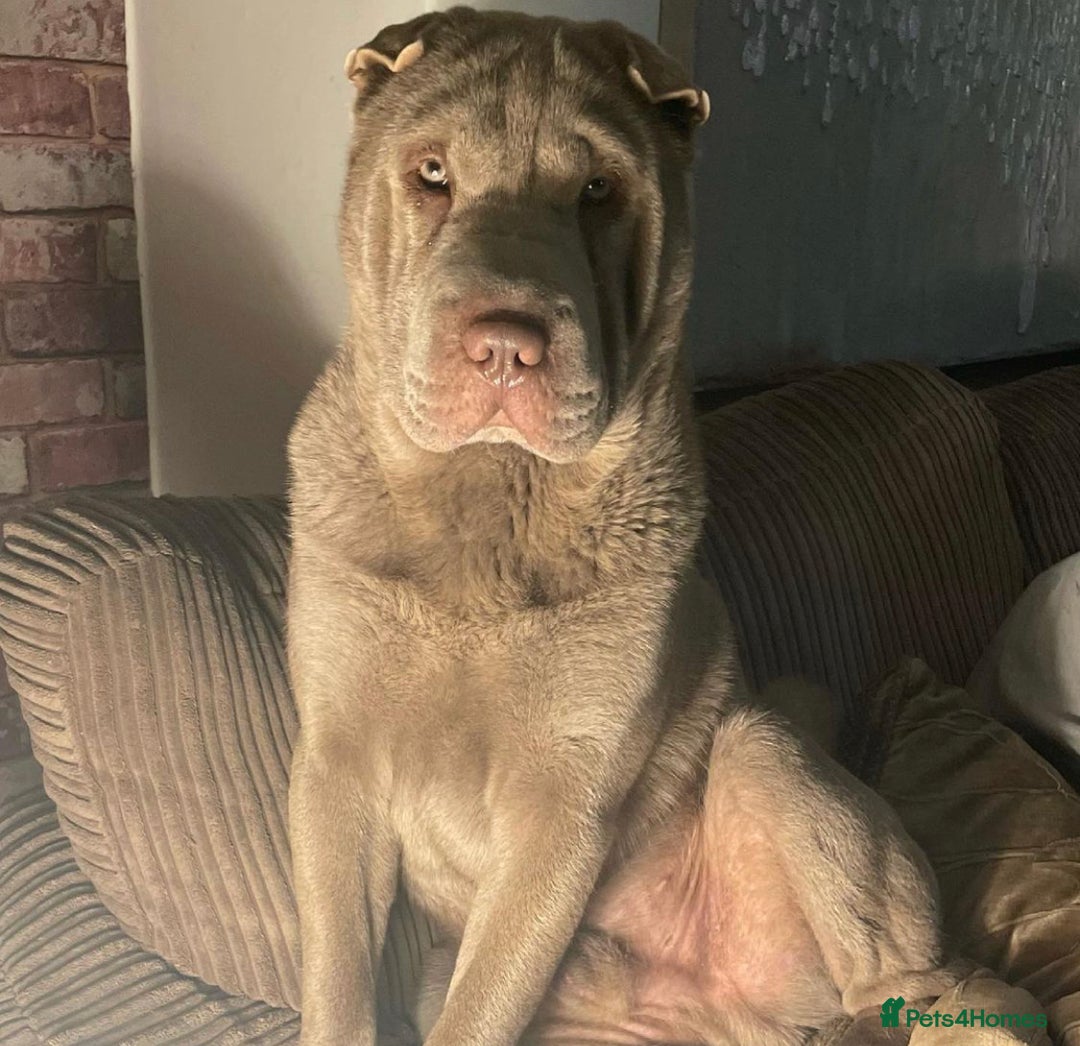 Shar Pei dogs for stud: EXPERIENCED LICAC DILUTE STUD **WELL PROVEN** in Wetherby - Image 9