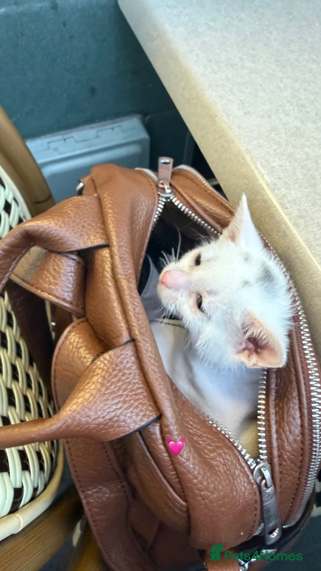 Mixed Breed cats for sale: 8 WEEK OLD KITTEN MUST GO ASAP - Advert 1
