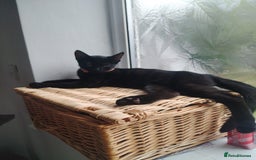 Mixed Breed cats for sale: Kittens  - Image 4