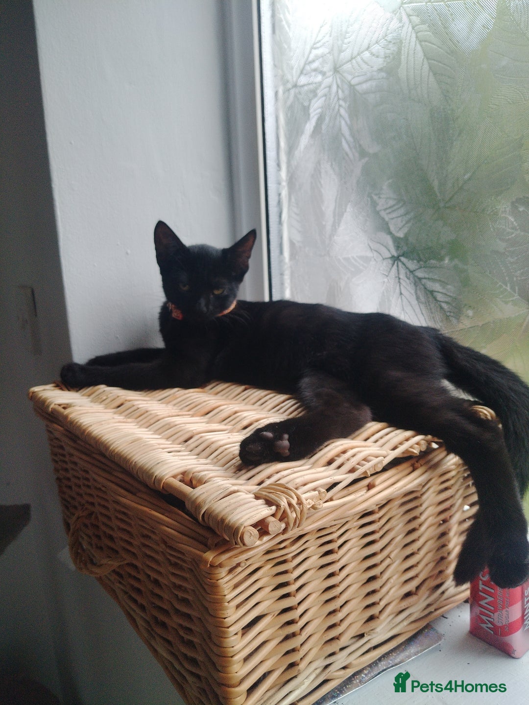 Mixed Breed cats for sale: Kittens  - Image 4