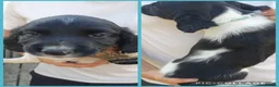 English Springer Spaniel dogs for sale: springer springer pups in Workington - Advert 4