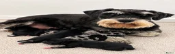 Miniature Schnauzer dogs for sale: Top Quality Toy Schnoodles  - Advert 1