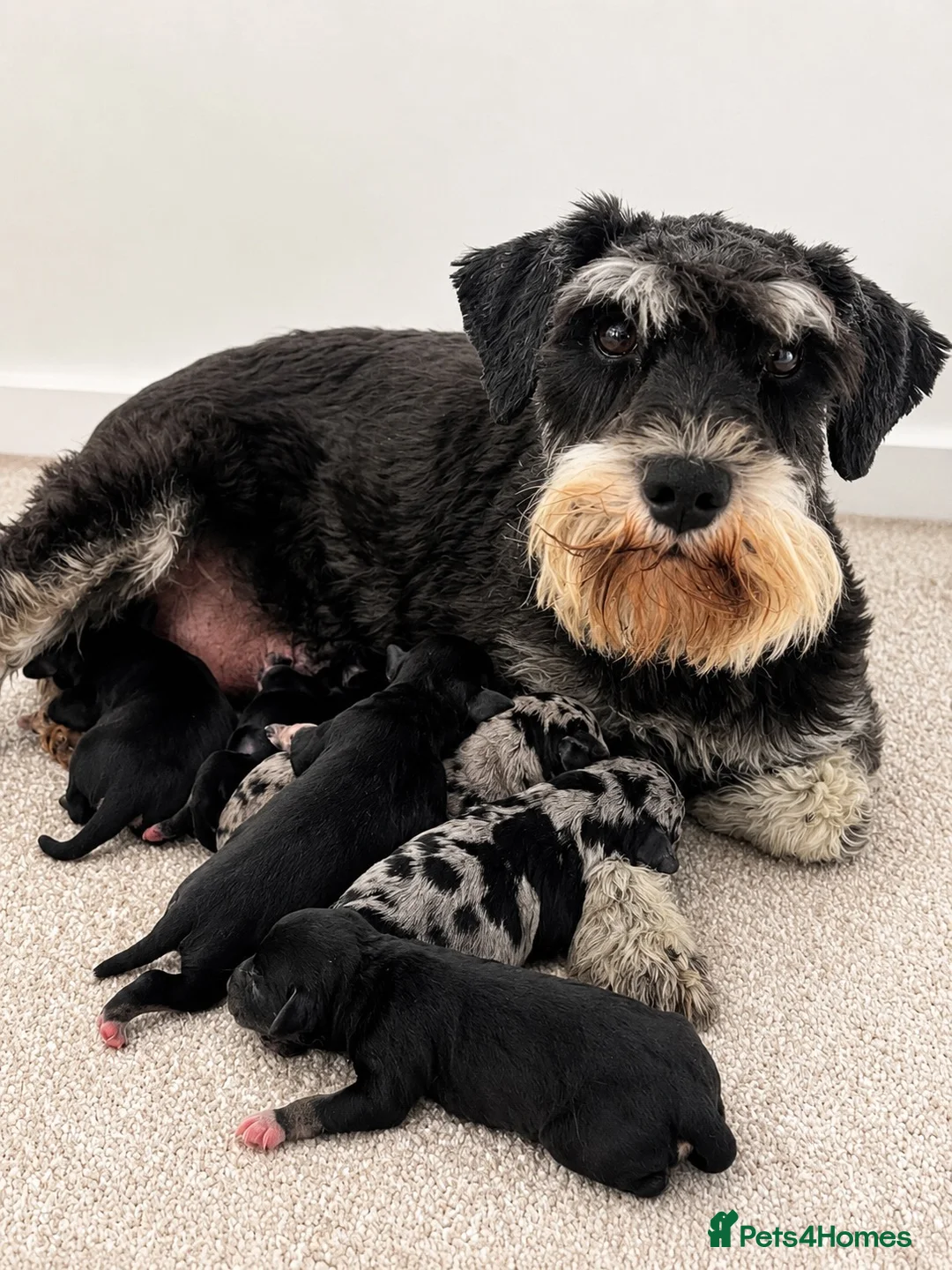 Miniature Schnauzer dogs for sale: Top Quality Toy Schnoodles  - Advert 1